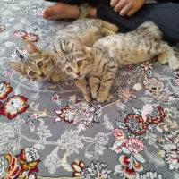واگذاری گربه
