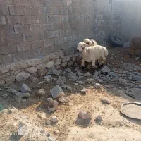 گوشت‌و‌بره‌|حیوانات مزرعه|جم, |دیوار