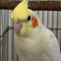 عروس هلندی نر لوتیتو اصل