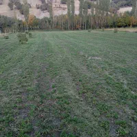 280بسته یونجه درجه یک|لوازم جانبی حیوانات|جوانرود, |دیوار