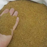 فروش انواع بذریونجه وارداتی|گل و گیاه طبیعی|کازرون, |دیوار