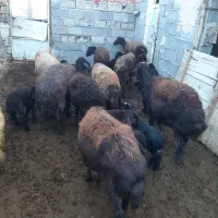 گوسفند بره دار|حیوانات مزرعه|ماهنشان, |دیوار