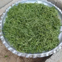 آویشن کوهی