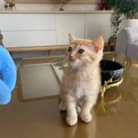 واگذاری بریتیش شورت هیر|گربه|گنبد کاووس, |دیوار