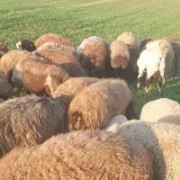 گوسفند بره دار و ابستن|حیوانات مزرعه|کرمانشاه, |دیوار