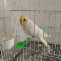 عروس هلندی نر|پرنده|رضویه, |دیوار