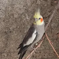 گمشده حوالی فاطمی امیرآباد|پرنده|تهران, فاطمی|دیوار