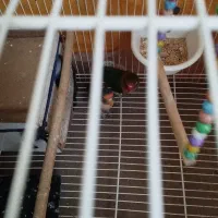 طوطی کوتوله برزیلی|پرنده|شیروان (خراسان), |دیوار