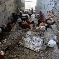 مرغ و خروس جوان|حیوانات مزرعه|پیر بکران, |دیوار