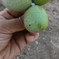 سیر سفیدو گردو سبز مرغوب  تویسرکان سبد ۲ کیلویی|خوردنی و آشامیدنی|قروه, |دیوار