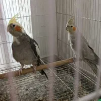 عروس هلندی|پرنده|مشهد, شهرک لشکر (شهرک غرب)|دیوار