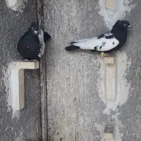 کله سیاه، سینه سیاه دم سفید