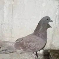 تهرانی ماده|پرنده|خاش, |دیوار