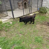 سگ ژرمن بلک|سگ|رشت, گلسار|دیوار