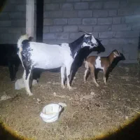 بزه شکالی یا صومالی