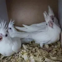 جفت آلبینو کینگ سایز فالو با ۴عدد جوجه