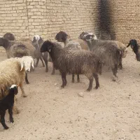 میش جفت 32 همه جوان آبستان سنگین|حیوانات مزرعه|شاهینشهر, گزبرخوار|دیوار