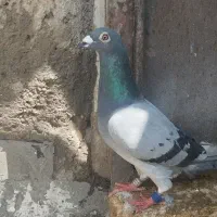 پلاکی مسابقات