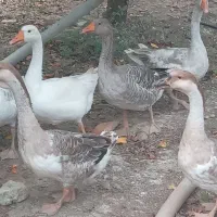 فروش ۷ عدد غاز ‌وقوغاز|حیوانات مزرعه|طبقده, |دیوار