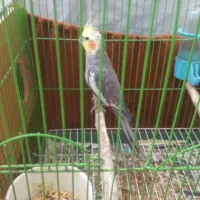 عروس هلندی فروشی نرمعاوظه با قفس