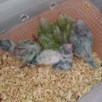 راهب سرلاکی