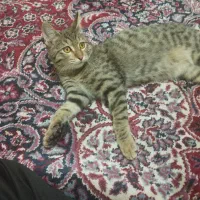 واگذاری رایگان گربه با وسایل