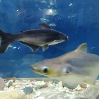 فروش 3 عدد ماهی کوسن بزرگ