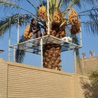 داربست خرما