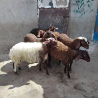 روستای قدیمخان