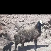 دامدارم در شهر شال