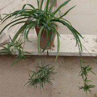 کاکتوس. گندمی. گورخری.آگاو|گل و گیاه طبیعی|تهران, سبلان (لشگر)|دیوار