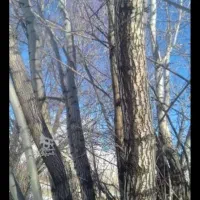 خرید چوب با بالاترین قیمت|خدمات باغبانی و درختکاری|قیدار, |دیوار