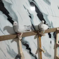 دسته رنگی،پلاکی همه نر پرشی|پرنده|دوگنبدان, |دیوار