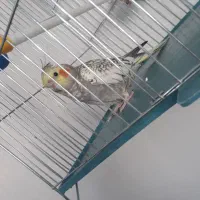 یک عددعروس هلندی