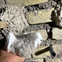 طوقی الماسی سبز دم سفید کله برنجی پرشی
