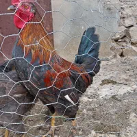 فروش مرغ خروس