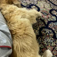 سگ شیتزو|سگ|کهنوج, |دیوار