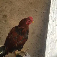 خروس لاری بدن دار