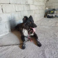 واگذاری ماده قهدریجان