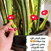 کود گیاهی|گل و گیاه طبیعی|بهبهان, |دیوار