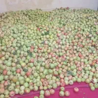 سیب درختی محلی ارگانیک عمده کیلو ۳۰ هزار تومان
