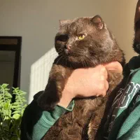 بریتیش اسکاتیش چاکلت جفتگیری