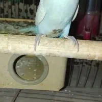 مرغ عشق