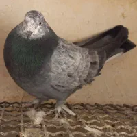 کفتر پرشی اصیل|پرنده|هشتگرد, شهرک گلها|دیوار