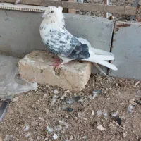 کفتر|پرنده|قم, شهرک امام حسین|دیوار