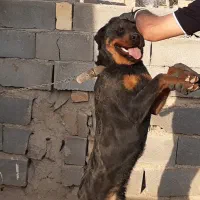 سگ روت وایلر