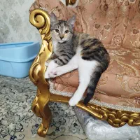 واگذاری رایگان بچه گربه