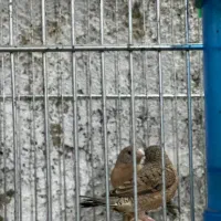 فنچ گلوبریده