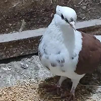 کبوتر پشتارجفت|پرنده|تیکمه داش, |دیوار