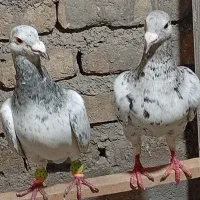 کفتر جفت نسل دار درشت